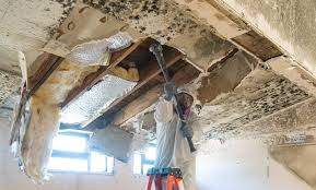 Best Environmental Consulting for Mold Prevention in Brookfield, NJ